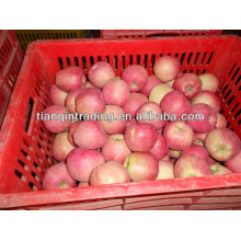 exportação fresco vermelho delicioso maçã fruta maçã fresca